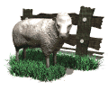 sheepbyfence.gif (9739 bytes)